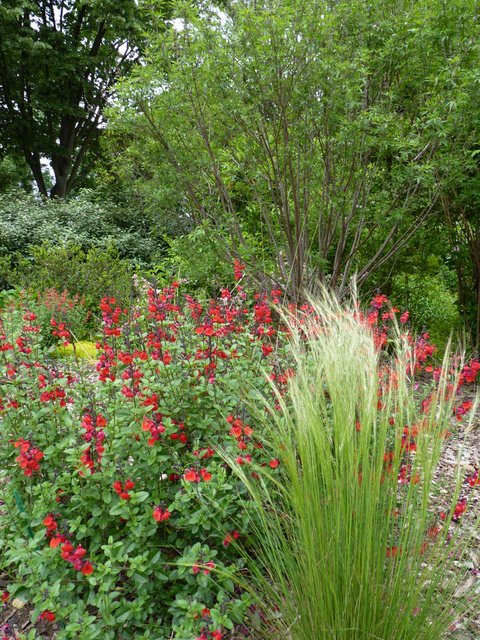 Stipa tenuifolia et Salvia microphylla